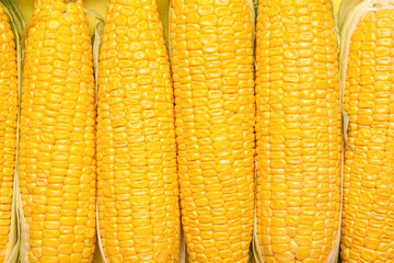 Fresh corn cobs as background