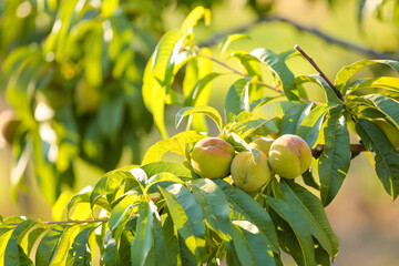 Branch with unripe peaches on summer day