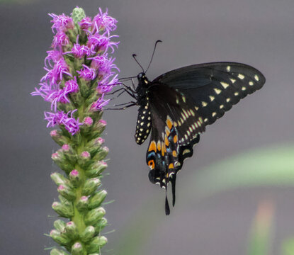 Black Swallowtail Butterfly on Purple Dense Blazing Star