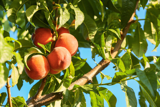 Branch with ripe peaches on summer day