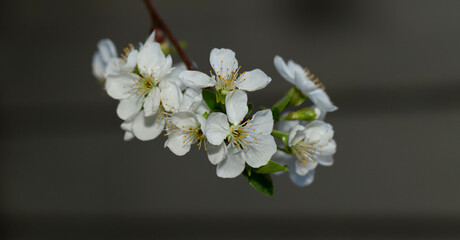 Cherry blossom. White flowers of a fruit tree close-up.