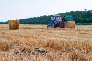 Fototapeta premium tractor makes big straw roll on yellow field at summer day