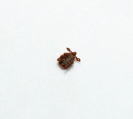 Ixodes ricinus, the castor bean tick, is a chiefly European species of hard-bodied tick.