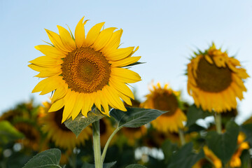 Obraz premium Sunflower Flower Blossom. Golden sunflower in the field backlit by the rays of the setting sun.