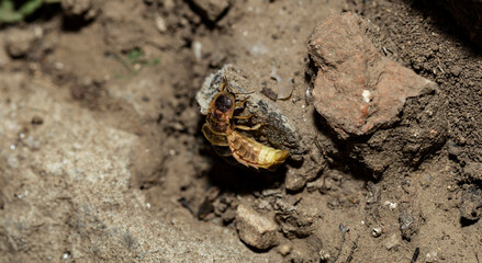 The female Firefly, waiting for the male. Lampyridae Lampyris noctiluca the common glow-worm Europe.