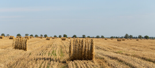 Wheat harvesting. Round bales of straw in the field.