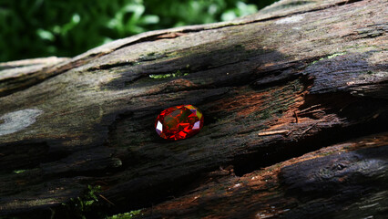 
Red ruby
Laying on the bark