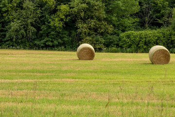 The straw bales in the field after harvest