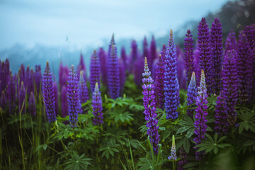 A gloomy landscape with a field of lupins in the mountains.