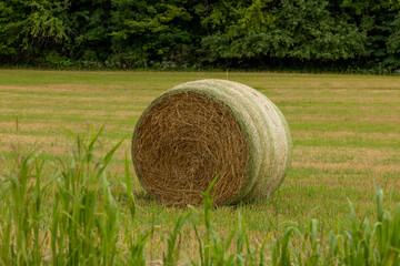 The straw bales in the field after harvest