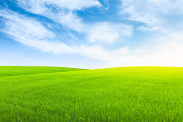Naklejka premium Field on green grass with blue sky on background.
