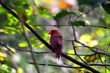 red cardinal on a branch