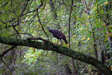 A wild turkey in the wild