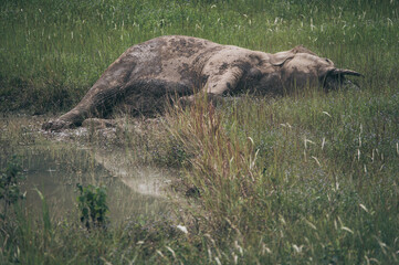 wildlife and forest, wild Asian elephant sleeping on the grassland, Khao Yai National Park, Thailand