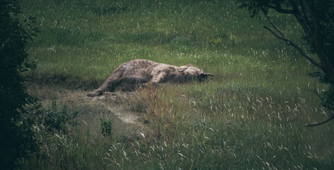 wildlife and forest, wild Asian elephant sleeping on the grassland, Khao Yai National Park, Thailand
