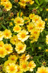 Coreopsis grown in the park