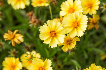 Coreopsis grown in the park