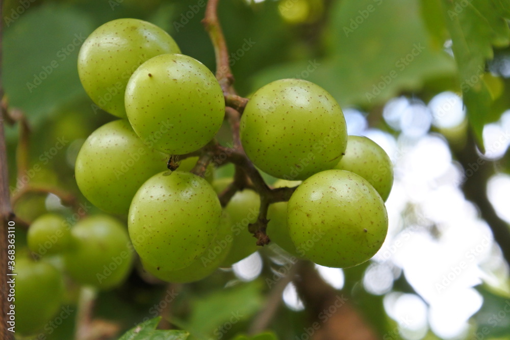 Wall mural muscadine grapes