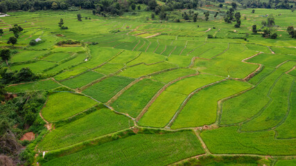 Terraced rice fields, Na Haeo District, Loei Province, Thailand