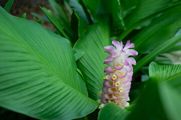 Flowers in nature that bloom during the rainy season.