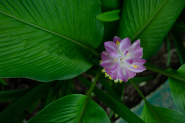 Flowers in nature that bloom during the rainy season.