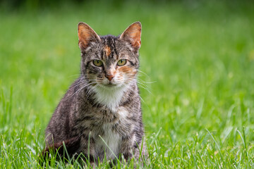 Naklejka na ściany i meble Gray and black tabby cat sitting in green grass