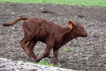 Red Poll calf running across a dirt lot