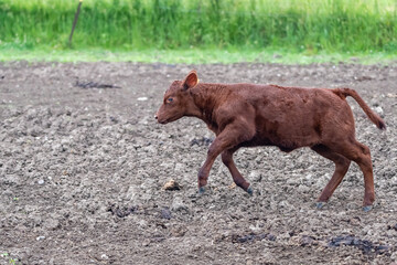 Red Poll calf running across a dirt lot