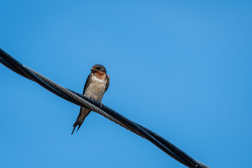 Barn swallow perched on a power line against a blue sky