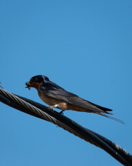 barn swallow perched on a power line having caught a fly against a blue sky