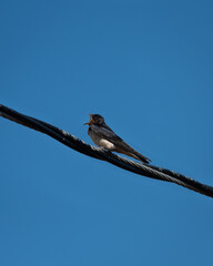 Barn swallow perched on a power line calling out against a blue sky