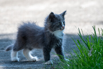 Naklejka na ściany i meble Small cute long haired gray kitten standing on a sidewalk looking to the right of the frame next to some green grass