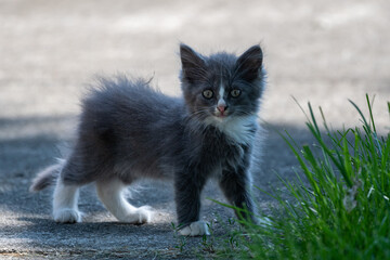 Naklejka na ściany i meble Small cute long haired gray kitten standing on a sidewalk looking toward the camera next to some green grass