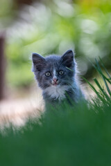 Naklejka na ściany i meble Small cute long haired gray kitten peering over green grass inn the forground with a blurred green background