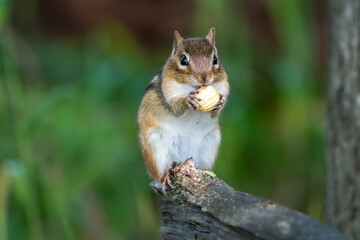 Eastern chipmunk on the end of a branch eating an acorn with a blurry green background