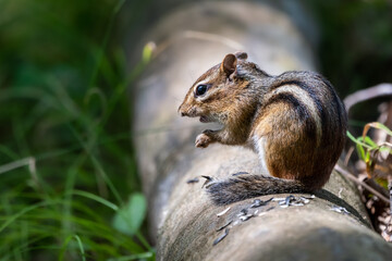Naklejka na ściany i meble Eastern chipmunk perched on a log eating some seeds.