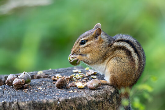 Eastern chipmunk perched on a stump eating acorns with blurry green background