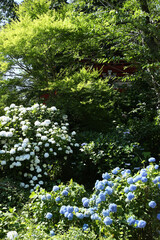雨引山楽法寺のアジサイ