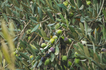 Olive Tree,  Nazareth Village - Israel 