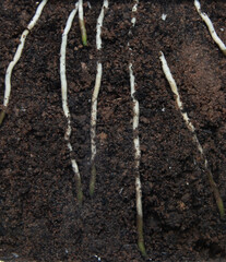 The roots of trees that grow along the soil surface