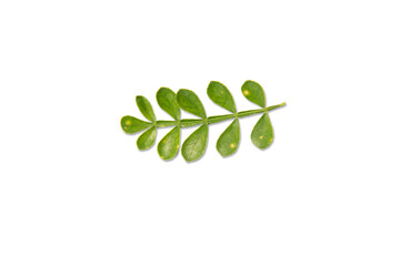 Fresh green leaves in nature on a white background