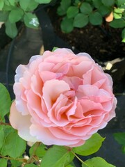 Garden Rose