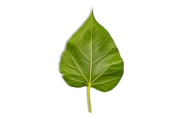 Obraz premium Fresh green leaves in nature on a white background