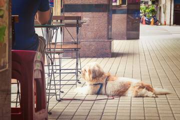 A dog on a leash lying on the floor beside a table, waiting for his mater. Toned image.