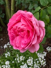 Garden Rose