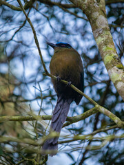 pajaro Barranquero/soledad