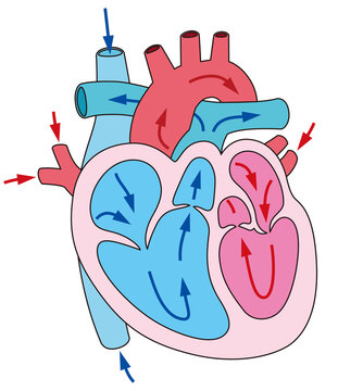 三尖弁 Images Browse 42 Stock Photos Vectors And Video Adobe Stock