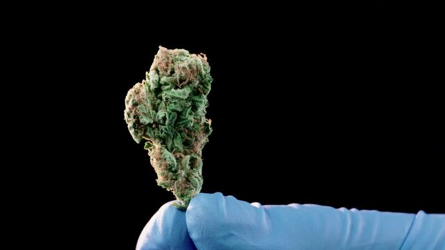 Close up of a medical marijuana bud holded by blue surgical latex gloves on black background shot in 4k super slow motion