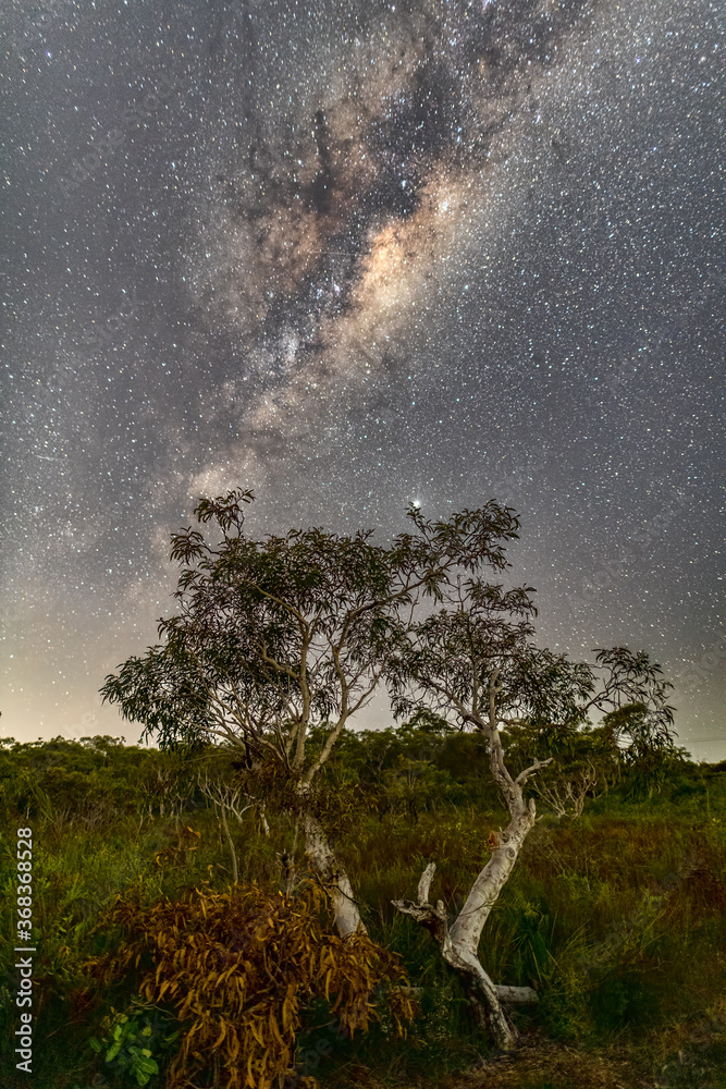 Wall mural milky way rising a tree
