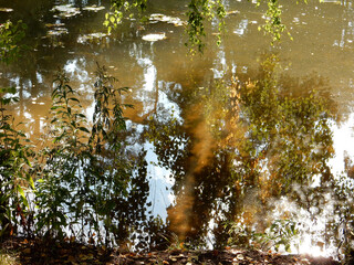autumn reflections of trees and blue sky in the pond